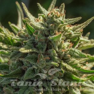 Atlas Seeds