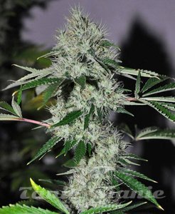 Chem #4 OG - THE CALI CONNECTION - 1