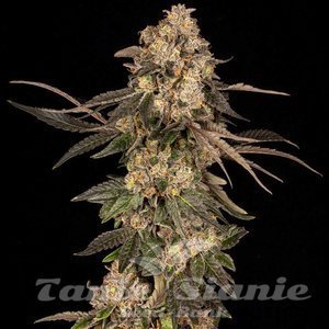 Cherry Fritter - COOKIES SEEDS - 2