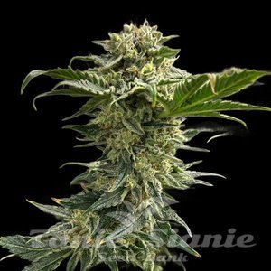 Cherry Pie - 1