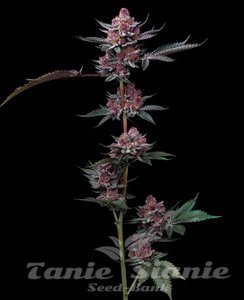Cherry Poppers - BARNEY'S FARM - 1