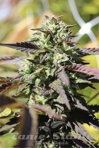 Chunkadelic Auto - HUMBOLDT SEED COMPANY - 1