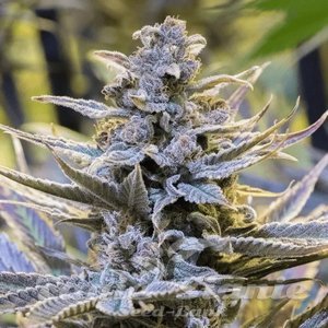 Cookielato - SILENT SEEDS - 1