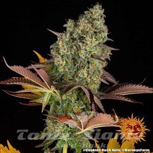 Cookies Kush Auto - BARNEY'S FARM - 5