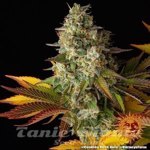 Cookies Kush Auto - BARNEY'S FARM - 7
