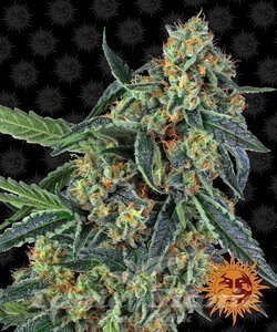 Cookies Kush - BARNEY’S FARM - 1