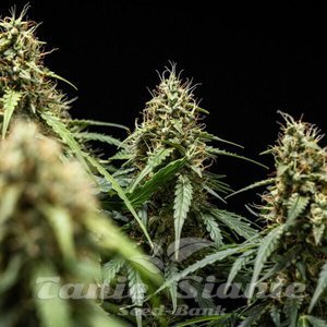Corkscrew Auto - ROYAL QUEEN SEEDS X TYSON 2.0 - 5