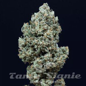 Critical + 2.0 Auto - SILENT SEEDS - 1