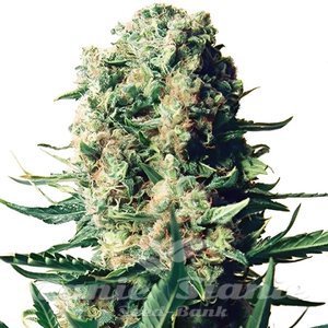 Critical 47 F1 - 1