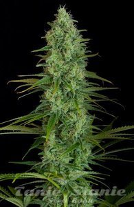 Critical Jack - 1