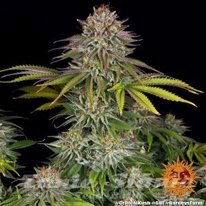 Critical Kush - BARNEY’S FARM - 2