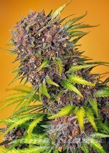 Diablo Rojo XL Auto - SWEET SEEDS - 1