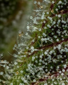 Don Carlos - HUMBOLDT SEED COMPANY - 3