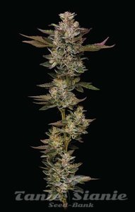 Donutz - HUMBOLDT SEEDS COMPANY - 1