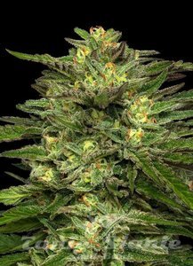 Dream Queen Auto - HUMBOLDT SEED COMPANY - 2