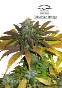 Californian Orange - DUTCH PASSION - 2