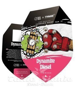 Dynamite Diesel - ROYAL QUEEN SEEDS - 2