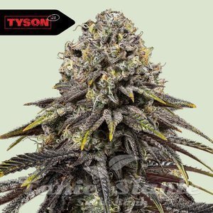 Dynamite Diesel - ROYAL QUEEN SEEDS X TYSON 2.0 - 1