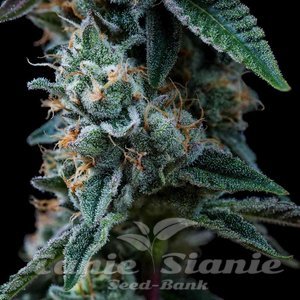 Dynamite Diesel - ROYAL QUEEN SEEDS X TYSON 2.0 - 8