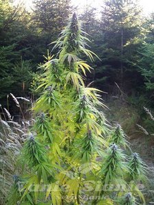 Easy Sativa - 1
