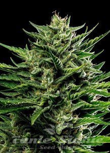 Emerald Fire OG Auto - HUMBOLDT SEED COMPANY - 1