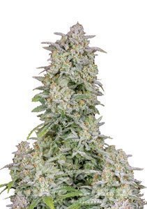 Forbidden Runtz Auto - FASTBUDS - 1