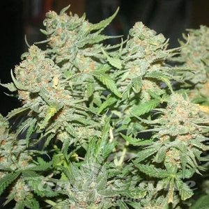 G13 Auto - 1