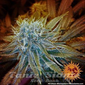 G13 Haze - BARNEY’S FARM - 5