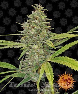 G13 Haze - BARNEY’S FARM - 1