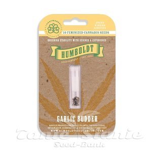 Garlic Budder - HUMBOLDT SEED COMPANY - 3