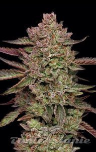 Gazzurple - HUMBOLDT SEEDS COMPANY - 2