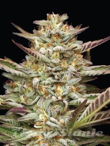 Gazzurple - HUMBOLDT SEEDS COMPANY - 3