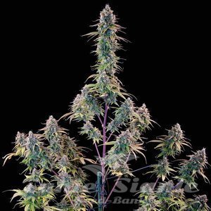Gelato 44 - ROYAL QUEEN SEEDS X TYSON 2.0 - 3