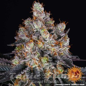 Gelato - BARNEY'S FARM - 7