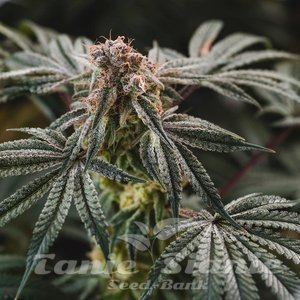 Gelato Punch - ELEV8 SEEDS - 3