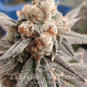 Gelato Punch - ELEV8 SEEDS - 1