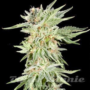 Gelato Sundae - ELEV8 SEEDS - 2