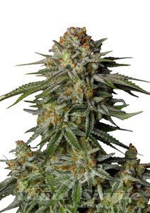 GG4 Sherbet FAST - FASTBUDS - 1