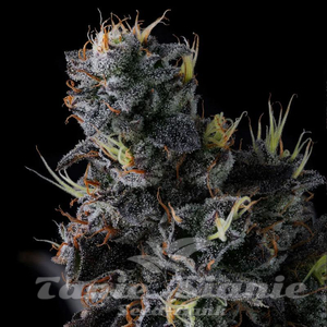 Giggin' Grapes - COMPOUND GENETICS - 1