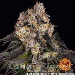 Girl Scout Cookies - BARNEY'S FARM - 5