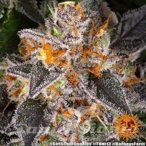 Girl Scout Cookies - BARNEY'S FARM - 8