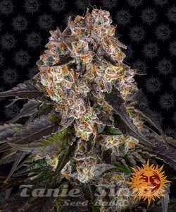 Girl Scout Cookies - BARNEY'S FARM - 1