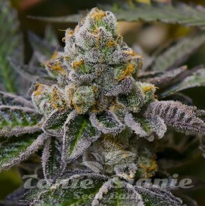 Girl Scout Cookies (Fast Version) - 1
