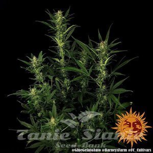 Glue Gelato Auto - BARNEY'S FARM - 5