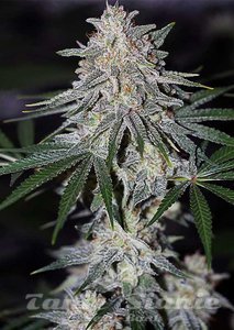 Glueberry O.G. - DUTCH PASSION - 2