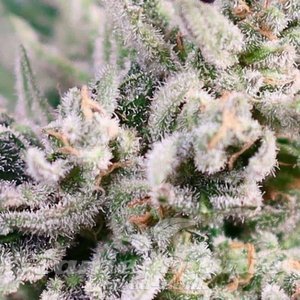 Atlas Seeds