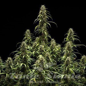 GOAT'lato Auto - ROYAL QUEEN SEEDS X TYSON 2.0 - 4