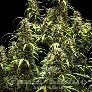 GOAT'lato Auto - ROYAL QUEEN SEEDS X TYSON 2.0 - 6
