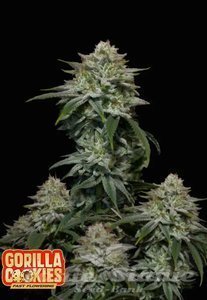 Gorilla Cookies FAST - FASTBUDS - 2