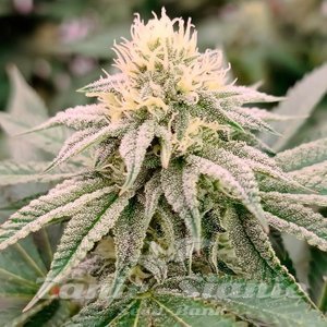 Gorilla Frost - SILENT SEEDS - 2